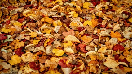 Poster - Ground covered with fallen leaves. Seasonal autumn backdrop. Emphasis on selective focus.