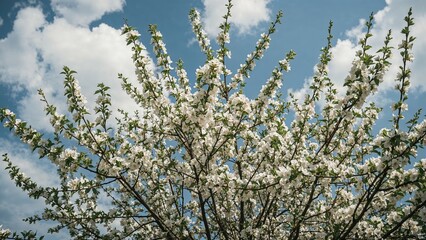 Wall Mural - Nature's early spring display: apple tree covered in bright white flowers
