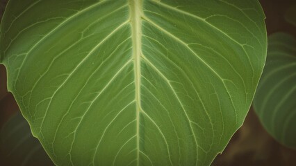 Poster - Detailed view of a big verdant leaf featuring natural striped textures with a vintage feel