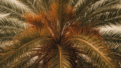 Poster - Close-up of a Palm Tree with Vibrant Orange and Green Foliage