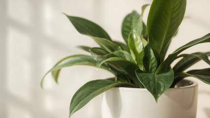 Poster - Out-of-Focus Shot of Potted Greenery