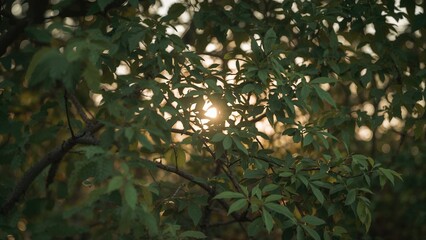 Poster - Hazy abstract scene of morning light shining on verdant trees