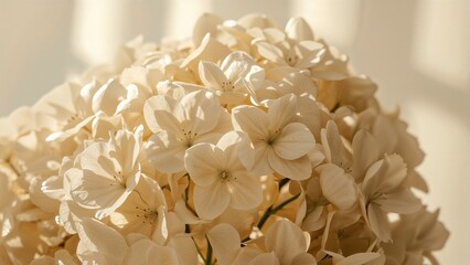 Poster - Hydrangea floral display bathed in morning light