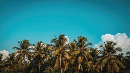 Poster - Tropical Palms Under Clear Skies