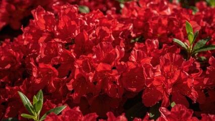 Poster - Close-up of scarlet azalea petals illuminated by the sun