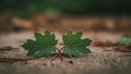 Aufkleber - Detailed view of a pair of oak leaves lying on a tile with pine needles underneath