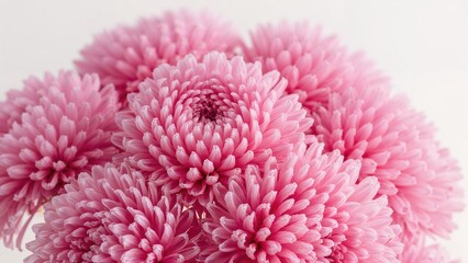 Poster - Magnified image of several lush pink blooms featuring layered petals