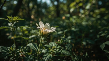 Poster - Zoomed-in photo of a wildflower amidst forest vegetation