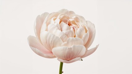 Poster - Soft floral hues in the background with a close-up of a peony blossom.