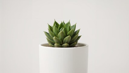 Poster - Zoomed-in photo of a succulent housed in a pot