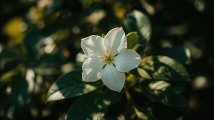 Aufkleber - Detailed view of a crape jasmine flower