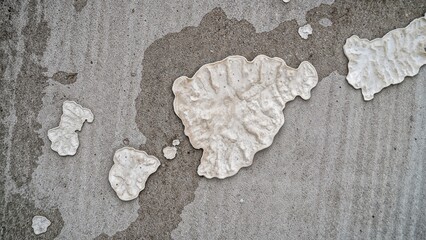 Fototapete - Macro image showing fungal presence on a moist concrete facade