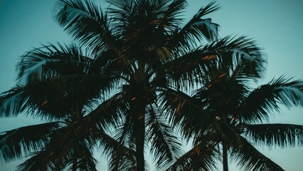 Poster - Silhouetted palm tree with motion blur effect