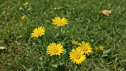 Poster - Bright yellow daisies blooming in a sunny garden