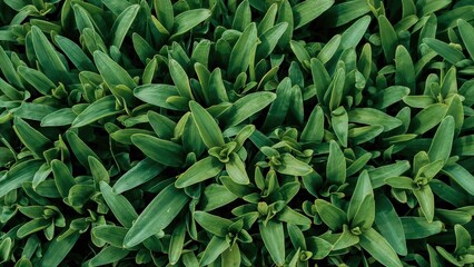 Poster - Close-up of vibrant new leaves in a garden setting