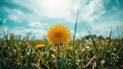 Poster - A single yellow dandelion blossoming in a grassy field