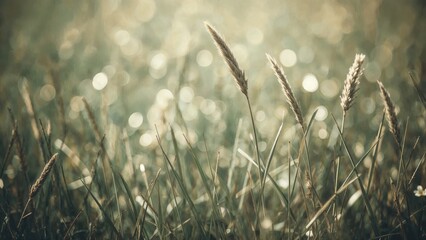 Poster - Antique style grass and bokeh scenery