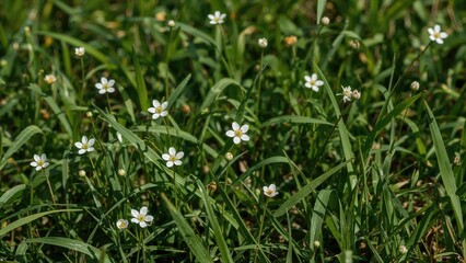 Poster - Fresh white petals contrasting with rich green grass