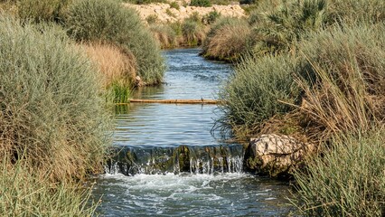 Wall Mural - irrigation water moving gently along a historic falaj bordered by shrubs, grasses, and palms during 