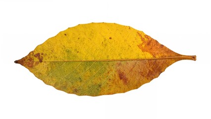 Wall Mural - white surface showcasing an autumn leaf colored in yellow, green, and brown