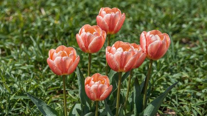 Wall Mural - Fresh white tulip flowers amidst a natural garden backdrop