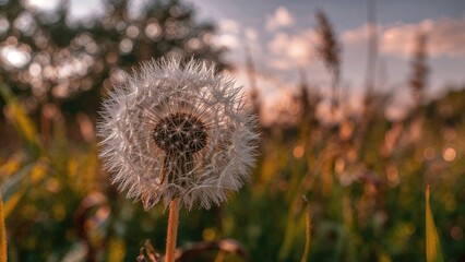 Poster - Artistic summer nature scene featuring a large white dandelion at twilight