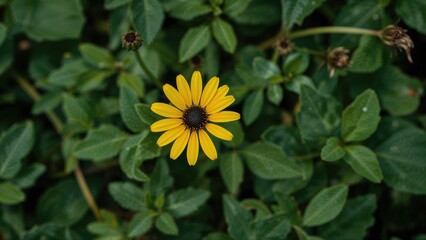 Poster - Green leaves surrounding creeping-oxeye and Singapore daisy blossoms