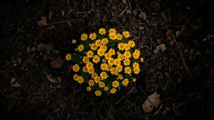 Poster - Bright yellow blossoms in a shadowy subterranean setting