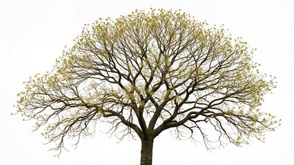 Wall Mural - Assortment of Trees
