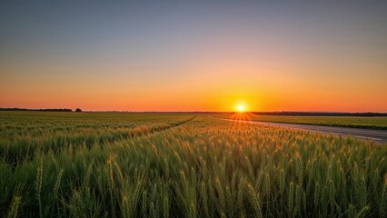 Wall Mural - Wheat Field Bathed in Evening Light