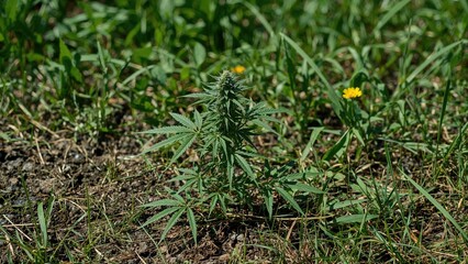 Poster - An immature cannabis plant flourishing outdoors in fertile earth with sunshine and scenic surroundings, perfect for therapeutic growth.