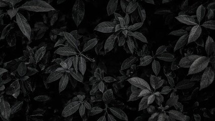 Poster - Grayscale textured background featuring dark tropical leaves in a frame, vintage style tone, adventure in the wild concept