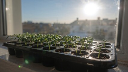 Poster - A multi-cell plastic tray with tomato seeds beginning to sprout, basking in the morning sun on a windowsill.