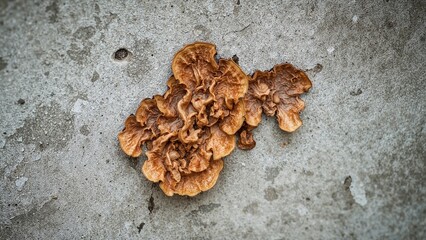Poster - Up-close image of humid fungus developing on a cement surface of a house