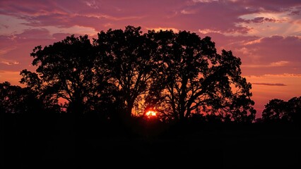 Wall Mural - spectacular twilight scene featuring colorful skies and shadowed trees in a pastoral setting