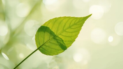 Poster - Close-Up of Green Leaf Highlighted by Natural Light and Bokeh