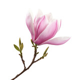 A magnolia flower, symbolizing dignity and strength. full length isolate on transparent background