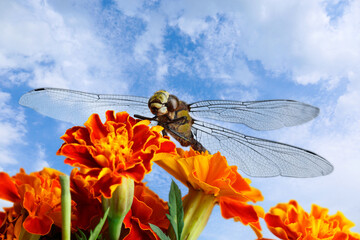 Wall Mural - dragonfly sitting on flower against blue sky