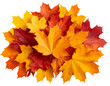 © MdJillur - Realistic Pile of Mixed Autumn Leaves in Red, Orange, and Yellow, isolated on a transparent background.