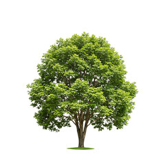 a lush green tree isolated on transparent background