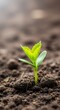 © Joko - Tiny sprout emerging from dark soil.