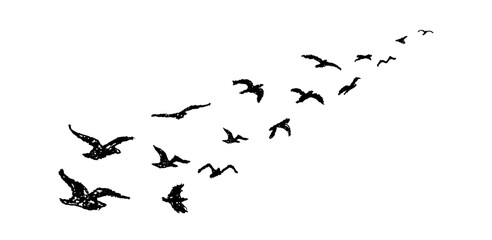 Poster - Silhouette of birds flying away. Shadow of flock of birds flying high in the sky drawn with wax pencil or pastel. Vector illustration of simple bird. Graphic element written with black charcoal pen.