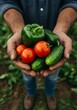 © tea - Freshly Harvested Vegetables - Farmers hands hold a bounty of ripe tomatoes, cucumbers, and a bell pepper, showcasing the harvest's abundance