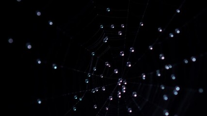 Glistening Dewdrops on Spider Web: An intimate glimpse of a delicate spider web adorned with numerous tiny, sparkling water droplets, suspended against a stark, velvety black backdrop. 