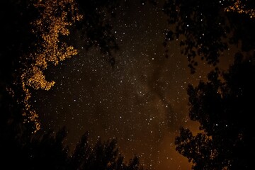 Wall Mural - exploring the vast cosmos filled with stars on a clear night under a canopy of trees, night sky trav