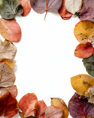 Wall Mural - Dried Leaf Collage Frame on White Background