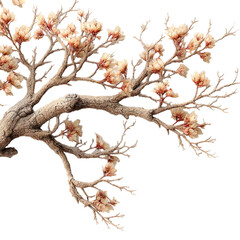 Beautiful blossom tree branch with flowers against a solid backdrop  isolated on transparent background