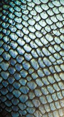 Poster - Iridescent Scales: A Mesmerizing Close-Up of a Textured Surface with Vibrant Colors