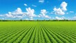 © Xolonavt - Green agriculture field landscape rural outdoors nature. Crop plantation field. Farming nature landscape, outdoors rural environment, agriculture panoramic format, professional stock image.