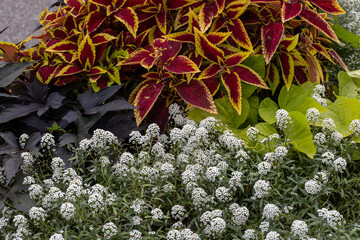 Wall Mural - Abstract texture background of colorful purple and yellow coleus and blooming white sweet alyssum flowers